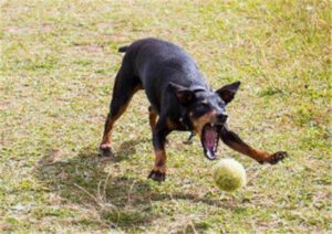 短毛小型犬有哪些_短毛小型犬的品种