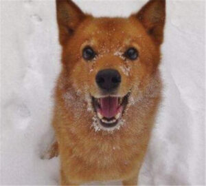 芬兰狐狸犬会咬人吗_芬兰狐狸犬的缺点