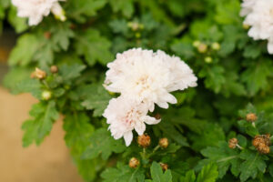 菊花代表什么意思_菊花的象征意义