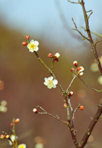 梅花的花语是什么_梅花的花语