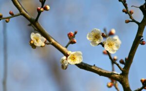 梅花的花语是什么_梅花的花语