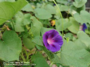 牵牛花是什么颜色的_牵牛花的特点