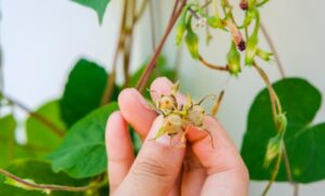 牵牛花是什么颜色的_牵牛花的特点