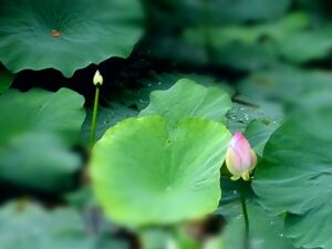 莲花代表什么象征意义_莲花的象征意义