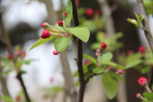 家里养海棠花好吗_海棠花家庭摆放方法