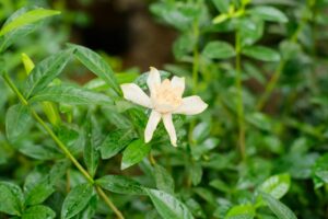 栀子花的花语_栀子花的寓意