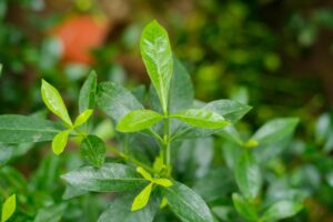 栀子花的花语_栀子花的寓意