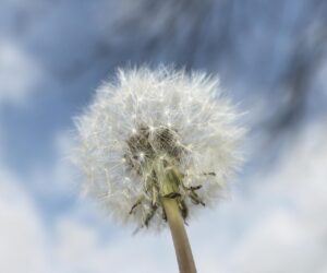 蒲公英茶哪些人不宜喝_不适合喝蒲公英茶的人