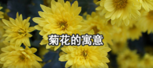 菊花代表什么象征意义_菊花的花语