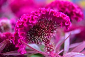 鸡冠花多长时间开花_鸡冠花什么时候开花