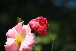 芙蓉花能开几天_芙蓉几月份开花