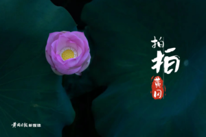 黄冈遗爱湖：一池荷花，美翻一夏