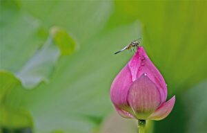 湖北荆州：点水蜻蜓戏碧荷