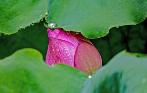 湖北荆州：点水蜻蜓戏碧荷