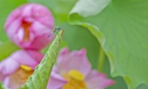 湖北荆州：点水蜻蜓戏碧荷