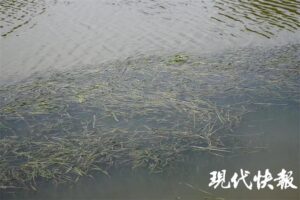 阳澄湖大闸蟹因持续高温产量减少