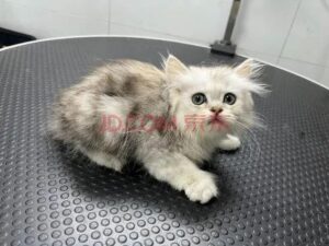 12只宠物猫被法拍为主人还债