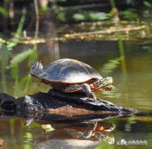 如何养乌龟_如何养乌龟水不容易脏