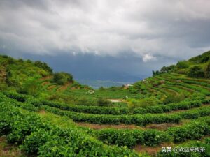 福建名茶有哪些品牌_福建有多少名茶