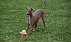 怎么训练灵缇犬撵兔子_训练灵缇犬撵兔子的注意事项