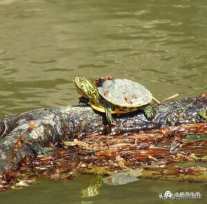 如何养乌龟_如何养乌龟水不容易脏