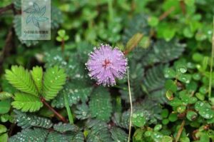 四川疾控回应多地疑现龙线虫