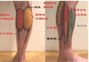 肌肉腿型怎么才能瘦下来_肌肉型小腿瘦腿方法