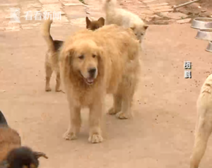 男子疑精神异常在小区学狗叫咬人