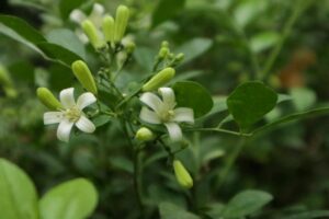 九里香的花期有多长时间_九里香的花期在什么时候