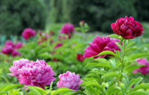 芍药的生活习性_芍药的花语