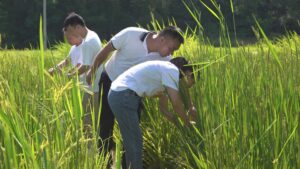 江西萍乡湘东区：“虫口夺粮”保秋收