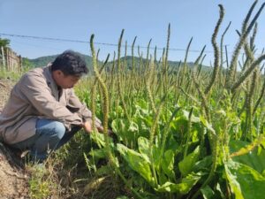 念好“三字诀”，种满“致富草”，走上振兴路