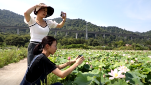 凤阳镇：打造“十公里产业带”助推 村级集体经济增收