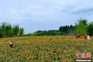 湖北宜昌：江畔现“葵海” 美景引“客”来