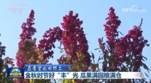 金秋时节好“丰”光 瓜果满园粮满仓