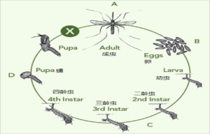 代表提议全面消灭蚊子 卫健委答复