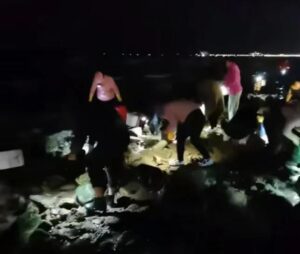 大量肥美海肠涌上烟台海滩