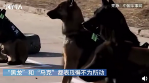 上班警犬眼馋小朋友手中烤肠