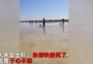 鄱阳湖上万斤鱼搁浅 20多人自费转运