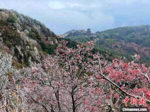 山东泰安：泰山之巅现雾凇奇观