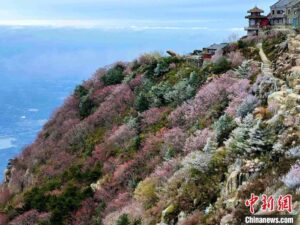 山东泰安：泰山之巅现雾凇奇观