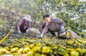 全产业链产值达到50亿元 看一颗临安山核桃的雄心