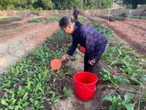 江西上犹：微菜园满足了需求 美化了环境