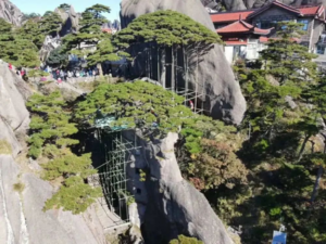 黄山迎客松迎来全面“大体检”