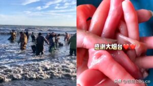 烟台海肠爆发 有人一晚捞上千斤