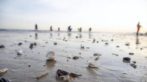 烟台海边出现大量泸沽虾