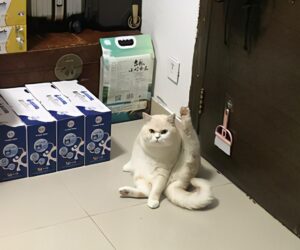 猫咪绝育后半夜偷偷放屁踢主人脸