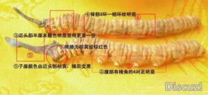 那曲虫草的价格_那曲虫草的特点