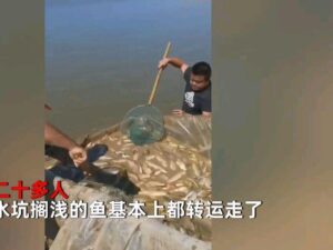 鄱阳湖上万斤鱼搁浅 20多人自费转运