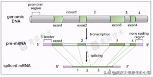 29岁女科学家发6篇Science获百万大奖